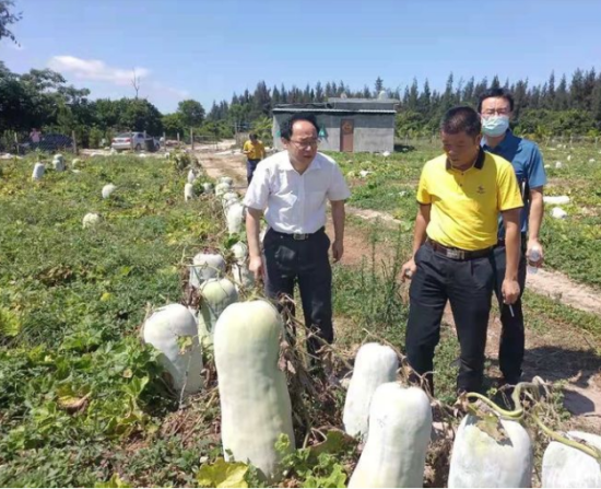 省供銷社黨委書記、理事會(huì)主任雷雨幫助農(nóng)戶銷售冬瓜